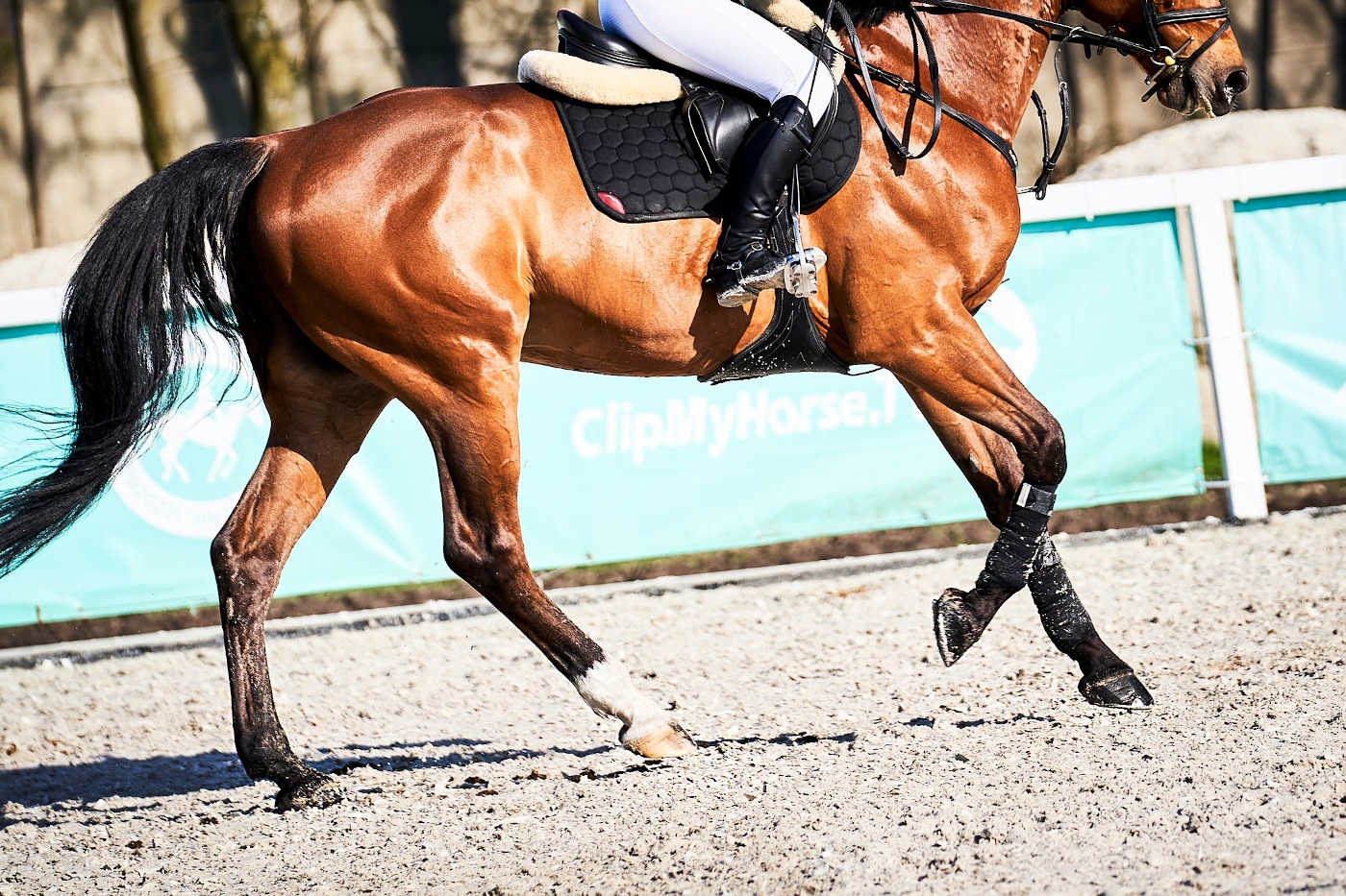 Budowa siodła - części i elementy siodła konia
