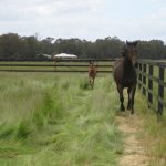 pasy ogrodzeniowe dla koni