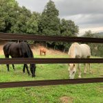 pasy ogrodzeniowe dla koni