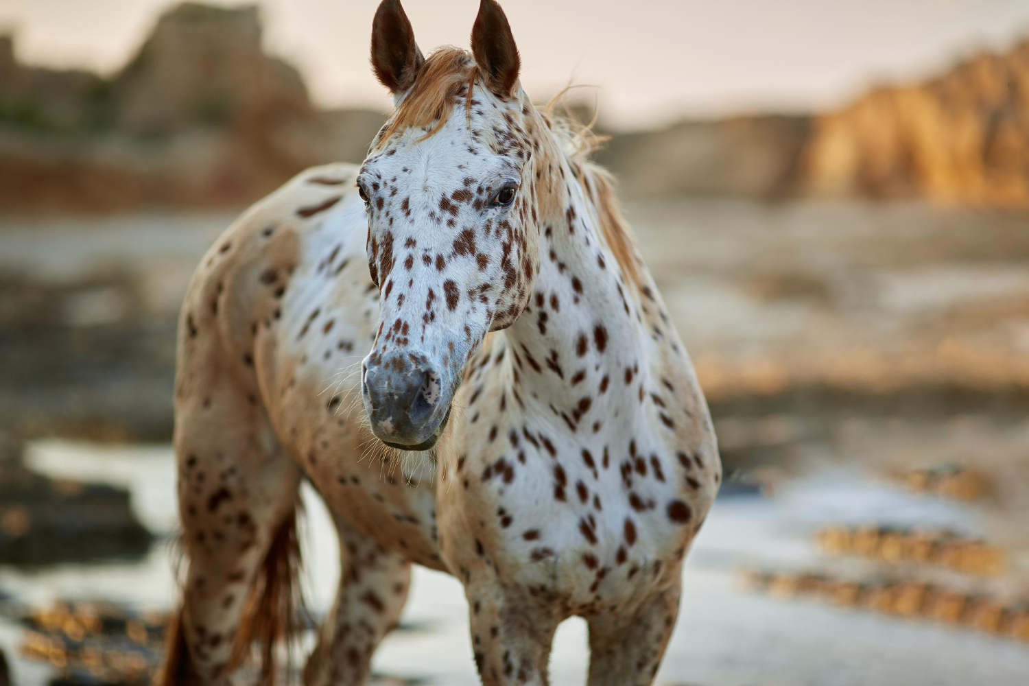 koń indiański appaloosa
