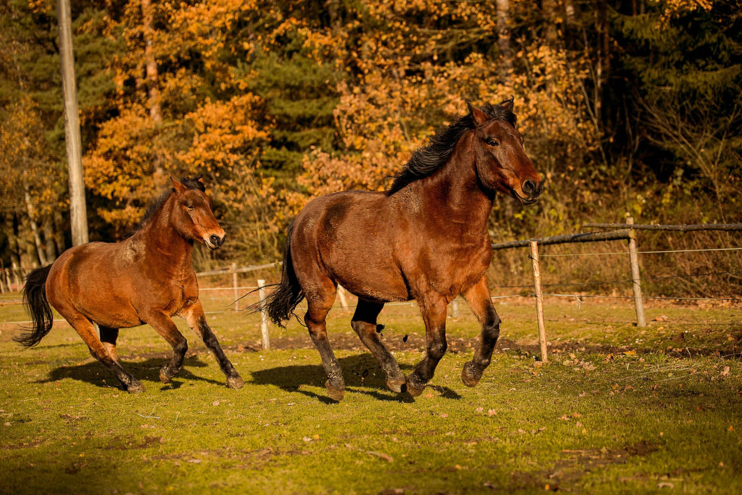 Hucuły konie huculskie
