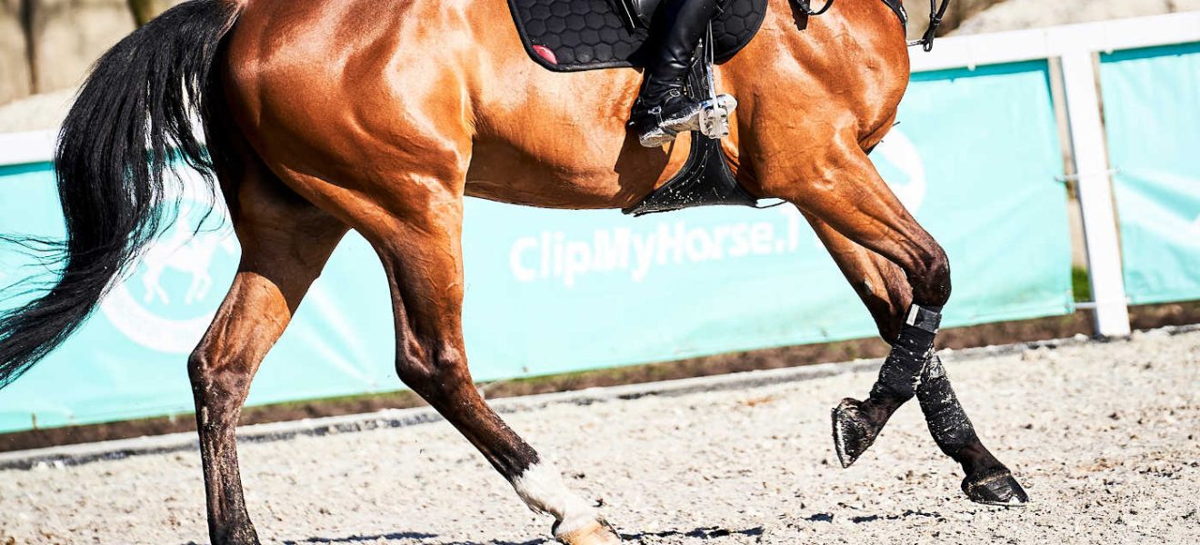 Budowa siodła - części i elementy siodła konia