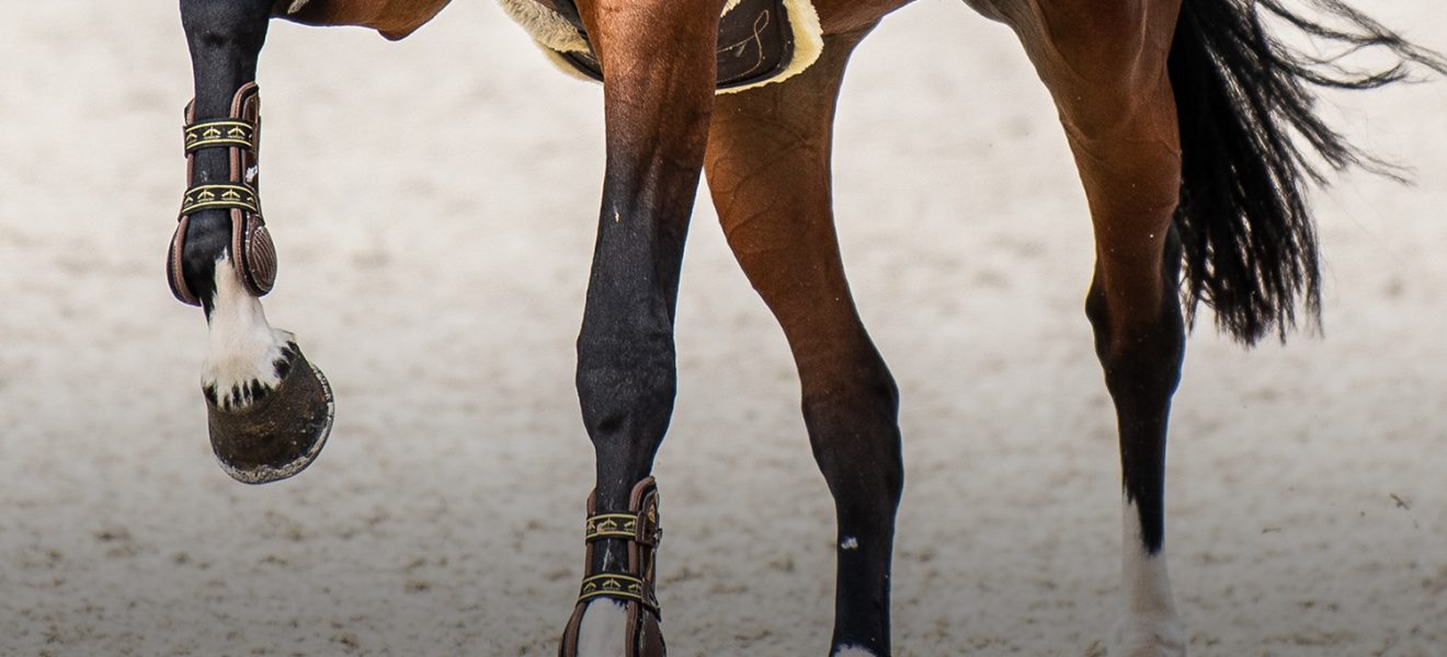 Kopyta konia – budowa i pielęgnacja