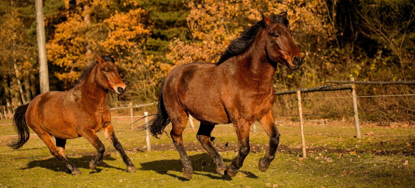 Hucuły konie huculskie