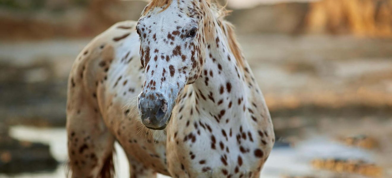 koń indiański appaloosa