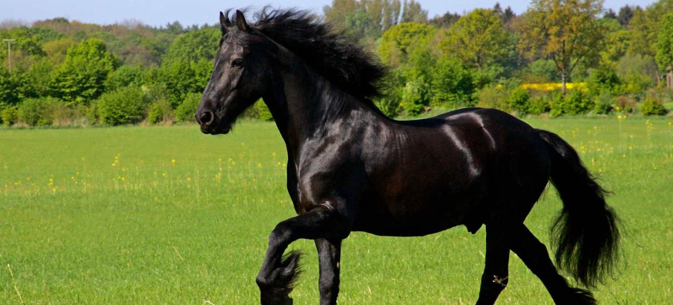 Koń fryzyjski