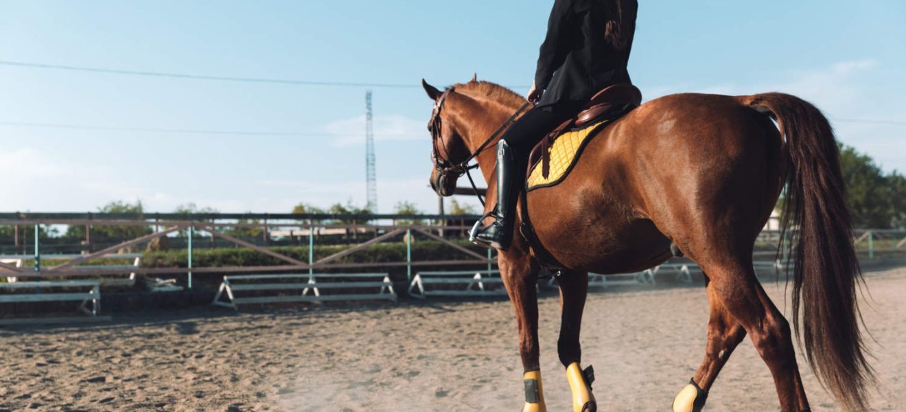 Koń hanowerski – rasa niemieckich koni gorącokrwistych