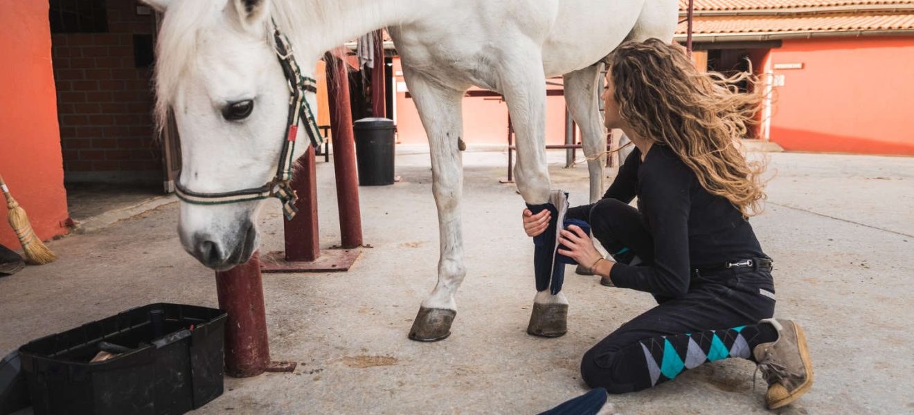Ochraniacze dla konia