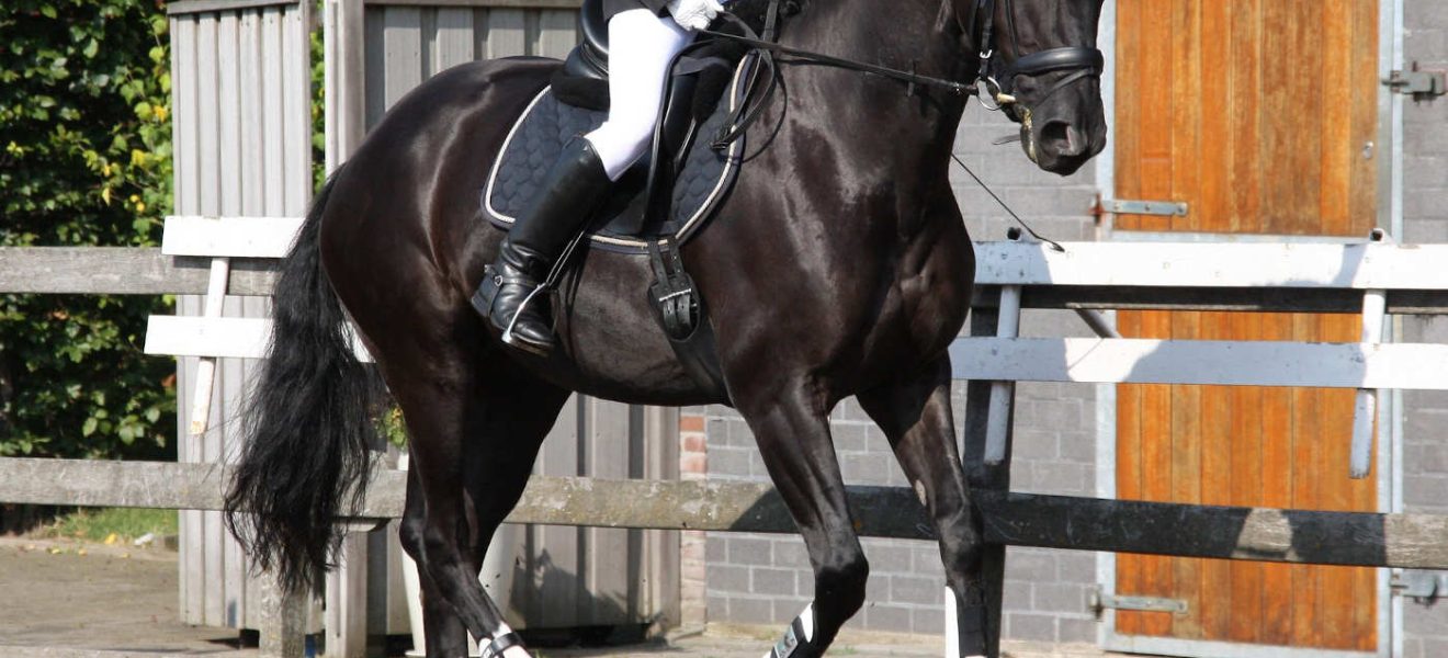 Ujeżdżenie dresaż