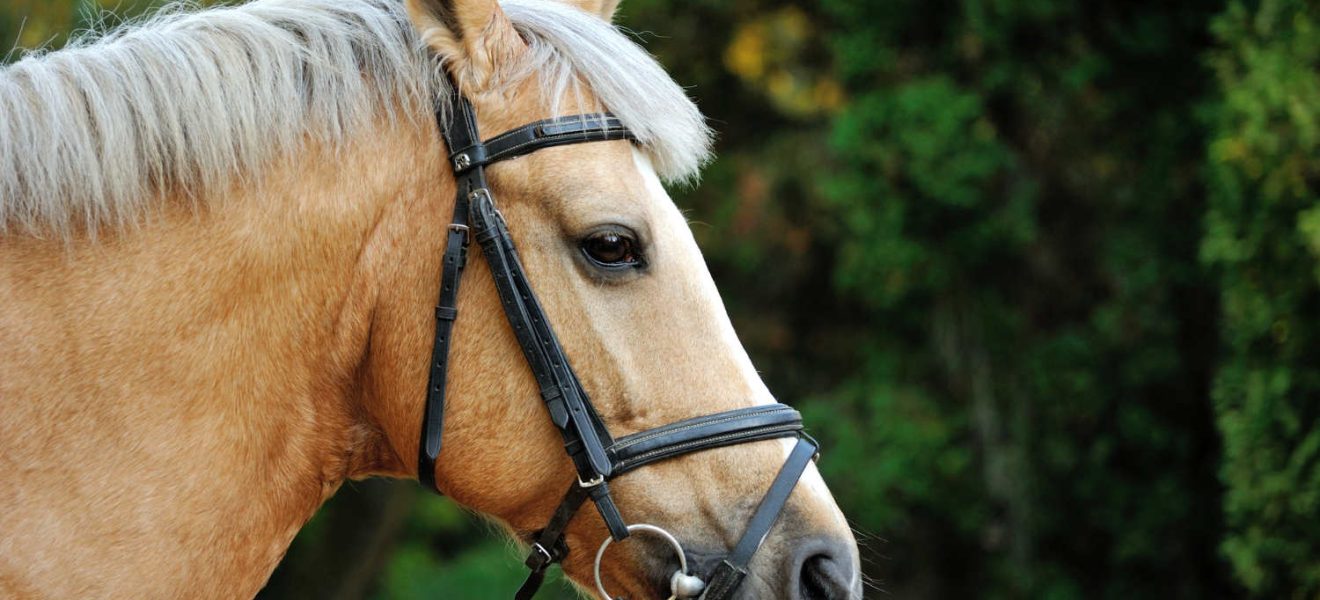 wędzidło dla konia